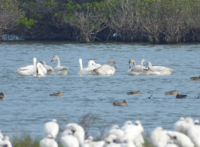 鰲鼓濕地18隻小天鵝驚喜現蹤為例年來臺數量最多的一次 (黃月英攝影)